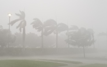 Trees and rain being blown by winds during 2017's Hurricane Irma.